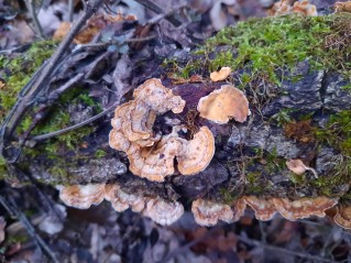 Stereum hirsutum