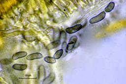 Stereum rugosum