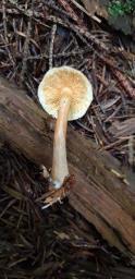 Gymnopilus penetrans