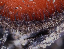 Scutellinia trechispora