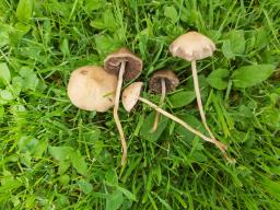 Panaeolina foenisecii