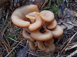 Lentinellus cochleatus