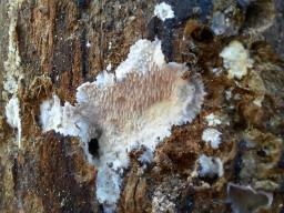 Dentipellis fragilis
