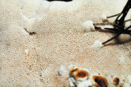 Heterobasidion annosum