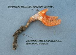 Cordyceps militaris