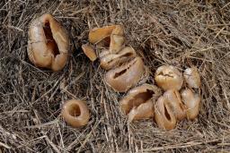 Peziza vesiculosa