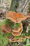 Xanthoporia radiata