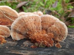 Trametes ochracea