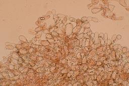 Otidea concinna