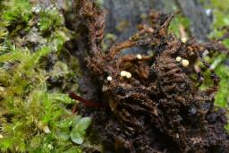 Bactridium flavum