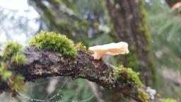 Neofavolus suavissimus