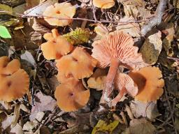 Laccaria proxima