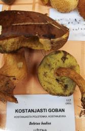 Imleria badia