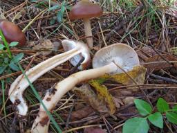 Rhodocollybia prolixa
