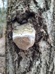 Inocutis rheades