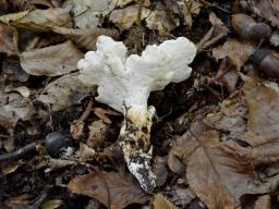 Loweomyces fractipes