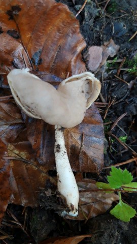 Helvella elastica