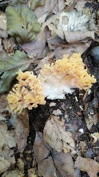 Ramaria formosa