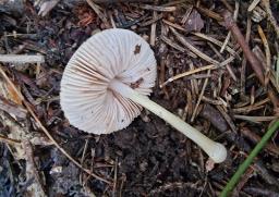 Pluteus plautus