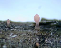 Typhula micans