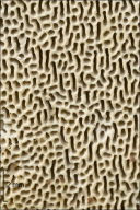 Trametes gibbosa