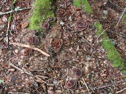 Onnia tomentosa