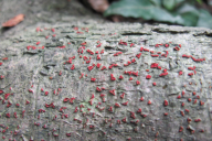 Nectria cinnabarina