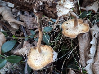 Lentinus brumalis