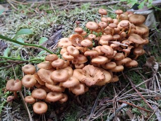 Xeromphalina campanella