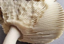 Amanita argentea