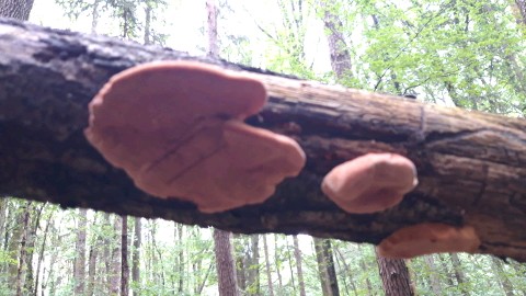Hapalopilus nidulans
