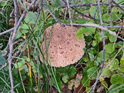 Macrolepiota fuliginosa