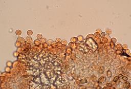 Conocybe dumetorum