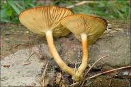 Tricholomopsis decora