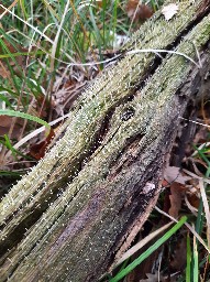 Multiclavula mucida