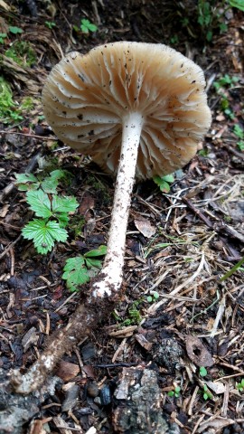 Hymenopellis radicata