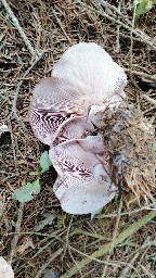 Lepista glaucocana