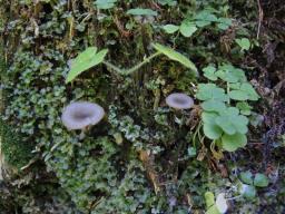 Arrhenia epichysium
