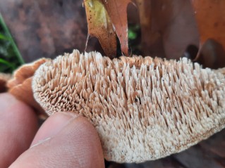 Abortiporus biennis