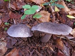 Tricholoma atrosquamosum