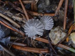Narcissea cardiaspora