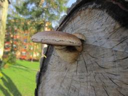 Pholiota populnea