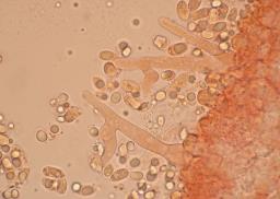 Mycena aetites