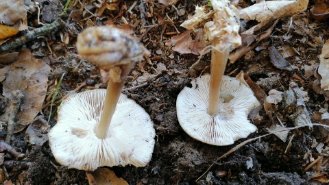 Rhodocollybia butyracea