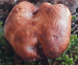 Tricholoma colossus