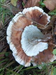 Abortiporus biennis