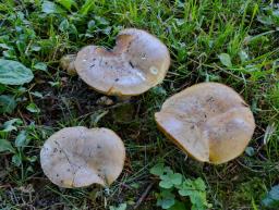 Tricholosporum goniospermum