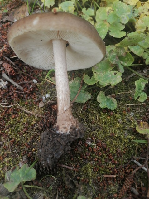 Pluteus cervinus