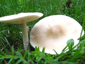 Tricholoma evenosum