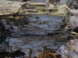 Botryobasidium candicans